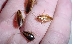 Menurut kepercayaan islam saja, cicak disebut disunahkan untuk dibunuh karena hewan ini dianggap sebagai hewan fasik yang memberikan dampak buruk bagi manusia. 9 Petua Semulajadi Menghalau Lipas Yang Berparti Dalam Kereta Anda