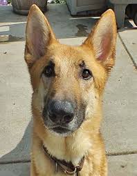 They are an enduring favorite as family pets, working guard dogs and as trained police dogs. Minneapolis Mn German Shepherd Dog Mix Meet Blitz A Dog For Adoption Https Www Adoptapet Com Pet Shepherd Dog Mix German Shepherd Dogs German Shepherd