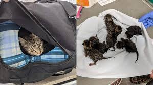 A touching and one in a million shot of a mother cat hugging her little tiny baby kitten with her paw wrapped. Ohio Police Find Cat Newborn Kittens In Suspicious Package 10tv Com