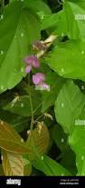 Image result for Desmodium incanum