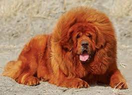 Tibetan Mastiff Tibetan Mastiff Dog Mastiffs Tibetan Mastiff