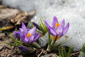 Często, kiedy jeszcze nic nie kwitnie, one czasem już wychylają głowy. Y7x4yt Yzqugjm