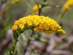 Image result for Schizochilus