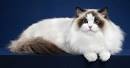 Are Ragdoll Cats Hypoallergenic? [15 Tips Against Allergy]