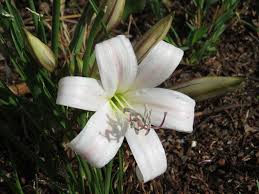 Image result for Crinum lugardiae