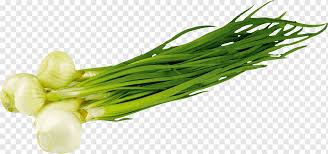 Found 5 sentences matching phrase daun bawang.found in 1 ms. Chopped Spring Onions Shallot Scallion Allium Fistulosum Garlic Green Onion Material Leaf Vegetable Food Grass Png Pngwing
