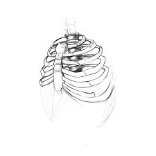 Healthline has a nice interactive depiction of the human rib cage. Rib Cage Quick Sketch On Behance