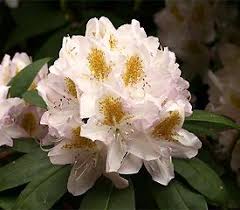 R Lodestar Rhododendron Plant Rhododendron Azaleas