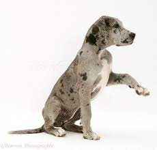 Puppies and dogs in cleveland heights, ohio. Dog Great Dane Pup Photo Wp15101