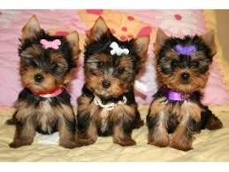 3.914 beğenme · 23 kişi bunun hakkında konuşuyor. Yorkshire Terrier Puppies For Sale