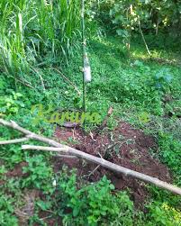 Image result for Deinbollia kilimandscharica