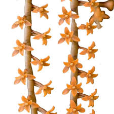 Image result for Chamaeangis