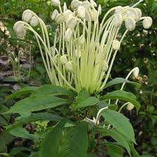 Image result for Clerodendrum incisum