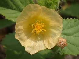 Image result for Sida dregei