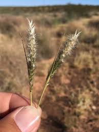 Image result for Enneapogon pretoriensis