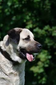 The kangal shepherd dog is a breed of large livestock guardian dog in sivas, turkey. Kangal Einer Von Mehreren Anatolischen Hirtenhunden Info