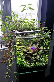 Bora Gonenc Adli Kullanicinin Akvaryum Panosundaki Pin Goruntuler Ile Planted Aquarium Aquascaping Akuaponik