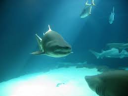 To successfully capture distinct shapes, intricate skin details, and the exact shape of those razor sharp teeth, you have to examine them closely. Are There Shark Attacks In The Mediterranean Sea Tourist Maker