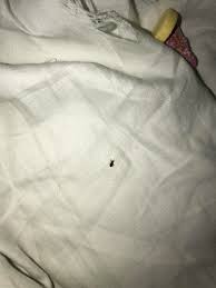 Check spelling or type a new query. Small Black Hard Shell Bug Slow Moving Friendly Crawled Up My Finger When Coaxed When Squished The Bugs Six Legs Came Off And The Hard Shell Remained When Dropped Into The Trash