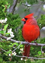 Birds That Start With F Pin On Birds