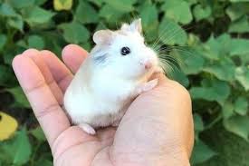 47+ spesial gambar dragon ball z hitam putih. 100 Nama Hamster Peliharaan Terbaik Beserta Artinya Si Binatang