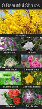 99 Types Of Shrubs A To Z Picture Database Types Of Shrubs Plants Shrubs