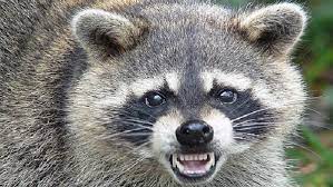 لحسن الحظ، هناك بعض الطرق الإنسانية التي تمكنك من التخلص من حيوانات الراكون المحيطة بمنزلك. Ø­ÙŠÙˆØ§Ù† Ø§Ù„Ø±Ø§ÙƒÙˆÙ† Ø·Ø¨ÙŠØ¹Ø©