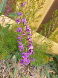 Image result for Hardenbergia comptoniana