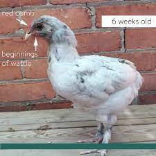 By jennifer sartell photos by author. How To Sex A Chicken The Art Of Doing Stuff