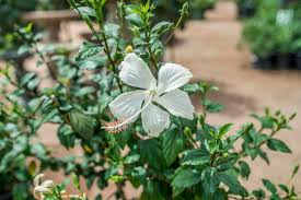Check spelling or type a new query. White Wing Hibiscus Desert Horizon Nursery