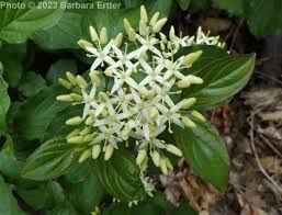 Image result for Cornus