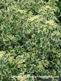 Image result for Pelargonium domesticum round-leaved bushy