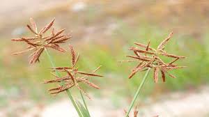 Image result for Cyperus nduru