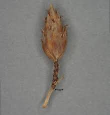 Image result for Fimbristylis ferruginea