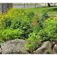 Hendrickson Park Native Plant Gardening