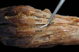 We did not find results for: Extensor Medii Proprius Muscle Wikipedia