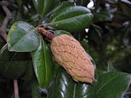 Nothing signifies spring and summer like the sweet aroma from the southern magnolia tree. Magnolia Tree Fruit