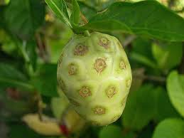Cannon ball tree or couroupita guianensis aubl. Singapore S Cannonball Tree Fruit Seized In China Other Forbidden Fruits Singapore News Top Stories The Straits Times