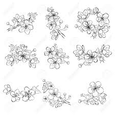 Check spelling or type a new query. Set Of Cherry Blossoms Collection Of Flowers Of Sakura Black Royalty Free Cliparts Vectors And Stock Illustration Image 103480366