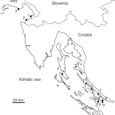 Image result for Crepidorhopalon whytei