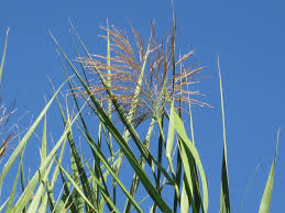 Image result for Phragmites karka