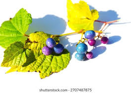 Image result for Vitaceae