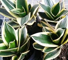 We did not find results for: Jual Tanaman Hias Lidah Mertua Mini Pagoda Sansevieria Mini Pagoda Jade Pagoda Di Lapak Hts Bukalapak