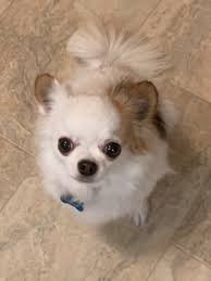 This weekend, shelters and rescue leagues across the area will be participating in madie's pet adoption days. Adoption For The Love Of Poodles Rescue Of Richmond Va Facebook