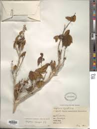 Image result for Strychnos henningsii