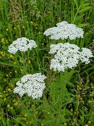 Image result for Achillea millefolium