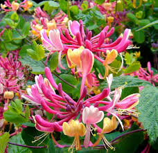 June Birth Flowers Flowering Vines Easy Perennials Honeysuckle Vine
