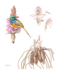 Image result for Satyrium confusum