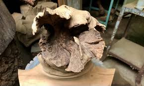 Image result for Helixanthera garciana