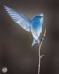 Birds That Start With Blue Blue Bird Birds Bird Photography